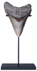 Зуб мегалодона 10 см
