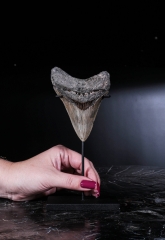 Зуб мегалодона 10 см