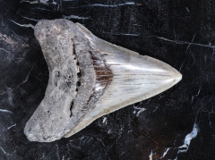 Зуб мегалодона 10 см