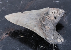Зуб мегалодона 10 см