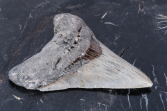 Зуб мегалодона 10 см