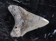 Зуб мегалодона 10 см