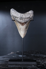 Зуб мегалодона 10 см