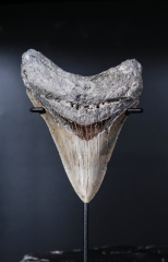 Зуб мегалодона 10 см