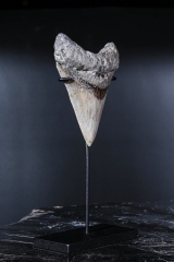 Зуб мегалодона 10 см