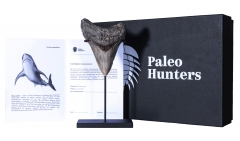 Зуб мегалодона 10 см