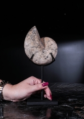 Аммонит Paracladiscites timidus