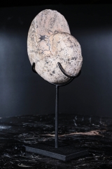 Аммонит Paracladiscites timidus