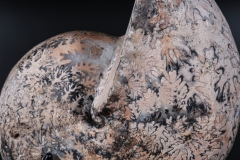 Аммонит Paracladiscites timidus