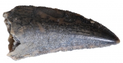 Зуб динозавра Dromaeosauridae sp.