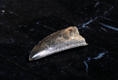 Зуб динозавра Dromaeosauridae sp.