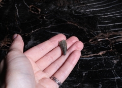 Зуб динозавра Dromaeosauridae sp.