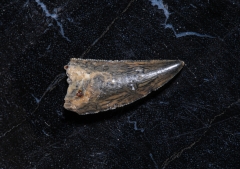 Зуб динозавра Dromaeosauridae sp.