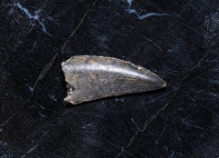 Зуб динозавра Dromaeosauridae sp.
