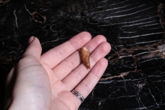 Зуб динозавра Dromaeosauridae sp.