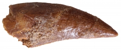 Зуб динозавра Dromaeosauridae sp.