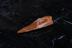 Зуб динозавра Dromaeosauridae sp.