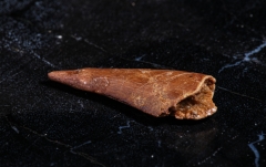 Зуб динозавра Dromaeosauridae sp.