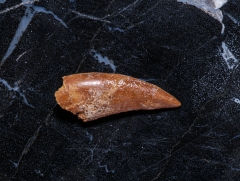 Зуб динозавра Dromaeosauridae sp.
