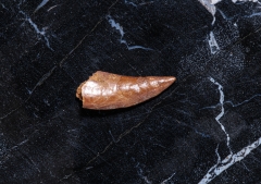 Зуб динозавра Dromaeosauridae sp.