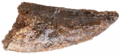 Зуб динозавра Dromaeosauridae sp.