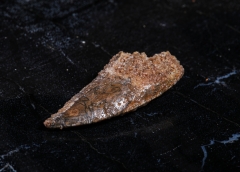 Зуб динозавра Dromaeosauridae sp.