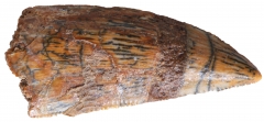 Зуб динозавра Dromaeosauridae sp.