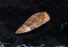 Зуб динозавра Dromaeosauridae sp.