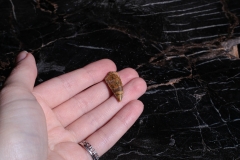 Зуб динозавра Dromaeosauridae sp.