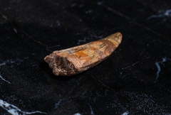 Зуб динозавра Dromaeosauridae sp.