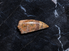 Зуб динозавра Dromaeosauridae sp.