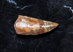 Зуб динозавра Dromaeosauridae sp.