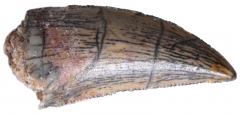 Зуб динозавра Dromaeosauridae sp.