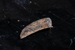 Зуб динозавра Dromaeosauridae sp.