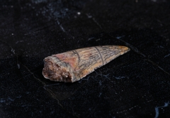 Зуб динозавра Dromaeosauridae sp.