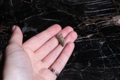 Зуб динозавра Dromaeosauridae sp.