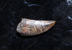 Зуб динозавра Dromaeosauridae sp.