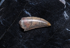 Зуб динозавра Dromaeosauridae sp.