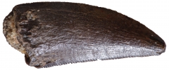 Зуб динозавра Dromaeosauridae sp.