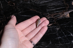 Зуб динозавра Dromaeosauridae sp.