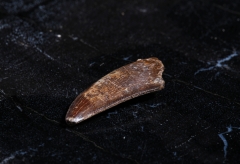 Зуб динозавра Dromaeosauridae sp.