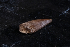 Зуб динозавра Dromaeosauridae sp.