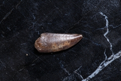 Зуб динозавра Dromaeosauridae sp.
