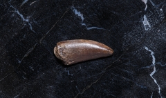 Зуб динозавра Dromaeosauridae sp.