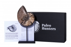 Наутилус Cymatoceras sp.