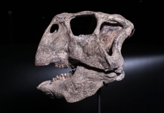 Череп динозавра Psittacosaurus sp.