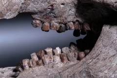 Череп динозавра Psittacosaurus sp.