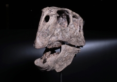 Череп динозавра Psittacosaurus sp.