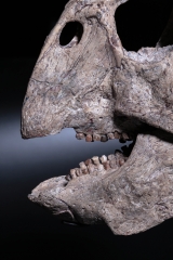 Череп динозавра Psittacosaurus sp.