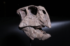 Череп динозавра Psittacosaurus sp.